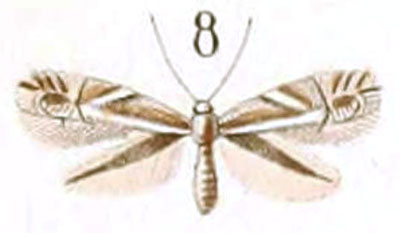 /filer/webapps/moths_gc/media/images/S/scitulella_Elachista_HT_Duponchel_76-8.jpg