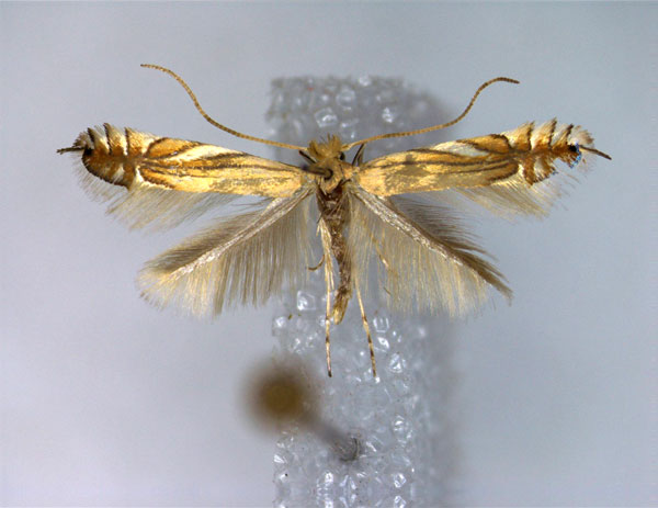 /filer/webapps/moths_gc/media/images/S/scitulella_Phyllonorycter_A_EIHU.jpg