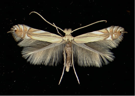 /filer/webapps/moths_gc/media/images/S/scitulella_Phyllonorycter_A_Salorino11101933_MHNG.jpg