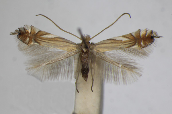 /filer/webapps/moths_gc/media/images/S/scitulella_Phyllonorycter_A_ZSM_3.jpg