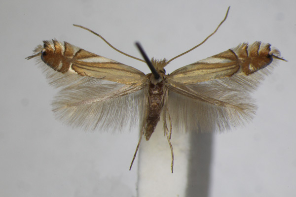 /filer/webapps/moths_gc/media/images/S/scitulella_Phyllonorycter_A_ZSM_4.jpg