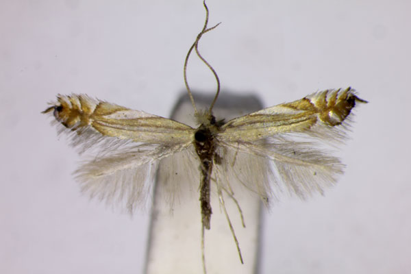 /filer/webapps/moths_gc/media/images/S/scitulella_Phyllonorycter_ST_BMNH.jpg