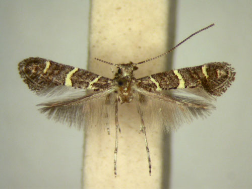 /filer/webapps/moths_gc/media/images/S/sclerochitoni_Ectropina_AT_TMSA5680.jpg