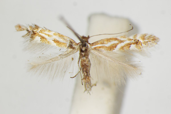 /filer/webapps/moths_gc/media/images/S/scopariella_Phyllonorycter_A_ZSM_4.jpg