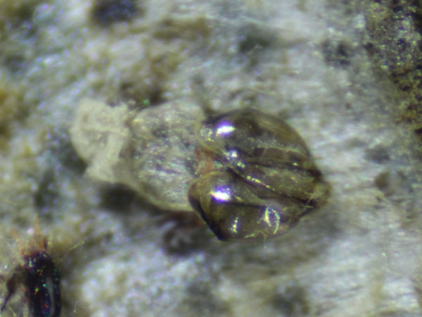 /filer/webapps/moths_gc/media/images/S/scopariella_Phyllonorycter_Cat_Meert.jpg