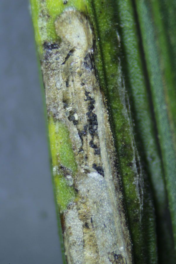 /filer/webapps/moths_gc/media/images/S/scopariella_Phyllonorycter_Mine_Meert.jpg