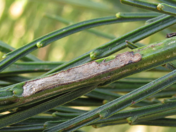 /filer/webapps/moths_gc/media/images/S/scopariella_Phyllonorycter_Pupa_Meert.jpg