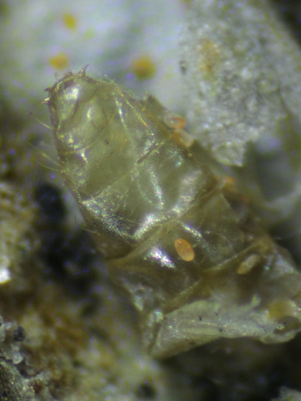 /filer/webapps/moths_gc/media/images/S/scopariella_Phyllonorycter_Pupa_Meert_3.jpg
