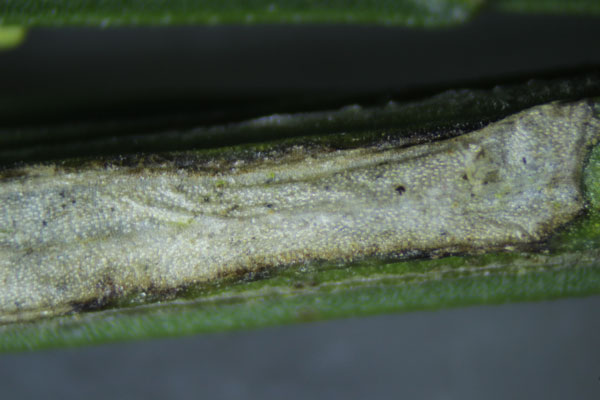 /filer/webapps/moths_gc/media/images/S/scopariella_Phyllonorycter_Pupa_Meerts_2.jpg