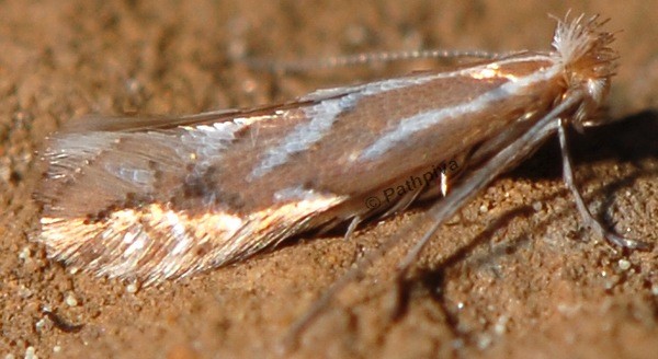 /filer/webapps/moths_gc/media/images/S/scorpius_Phyllonorycter_A_PathPiva.jpg