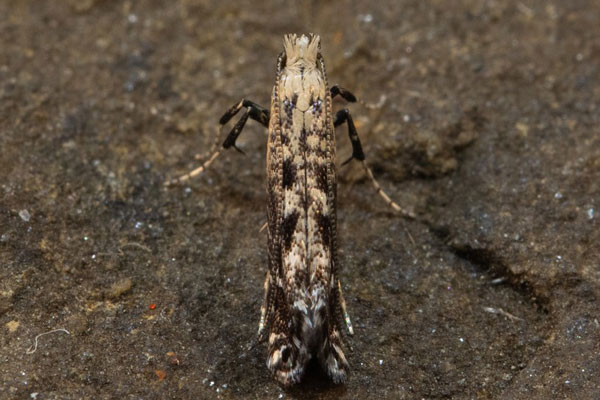 /filer/webapps/moths_gc/media/images/S/scoticella_Parornix_Belgium.jpg