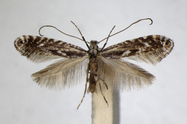 /filer/webapps/moths_gc/media/images/S/scoticella_alpicola_Parornix_A_ZSM_2.jpg