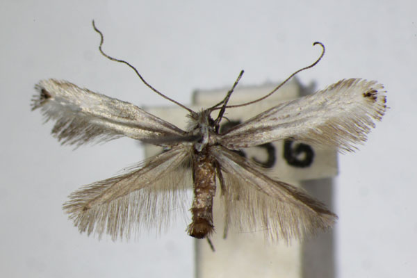 /filer/webapps/moths_gc/media/images/S/scoticella_leucostola_Parornix_A_ZSM.jpg