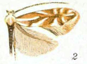 /filer/webapps/moths_gc/media/images/S/scudderella_Phyllonorycter_A_Braun_22-2.jpg