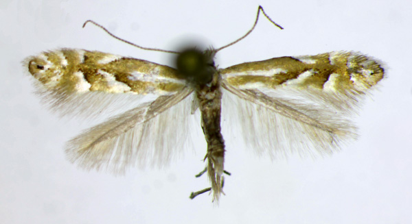 /filer/webapps/moths_gc/media/images/S/scuderella_Phyllonorycter_AM_Landry.jpg