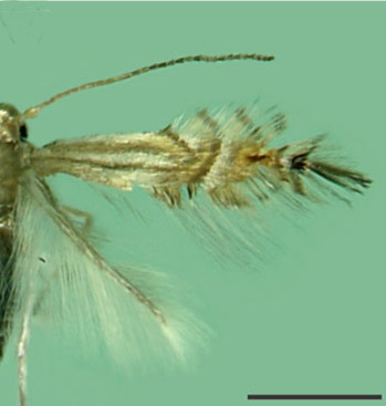 /filer/webapps/moths_gc/media/images/S/selene_Phyllocnistis_PT_Brito_etal_2019_32.jpg