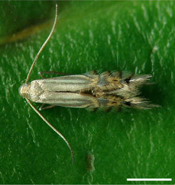 /filer/webapps/moths_gc/media/images/S/selene_Phyllocnistis_PT_Brito_etal_2019_32_2.jpg