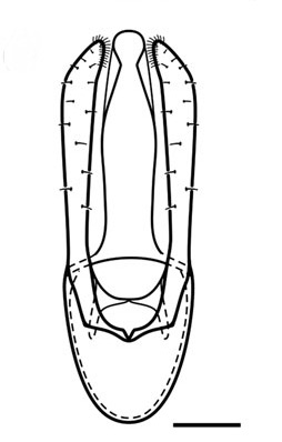 /filer/webapps/moths_gc/media/images/S/selene_Phyllocnistis_PT_GM_Brito_etal_2019_33.jpg