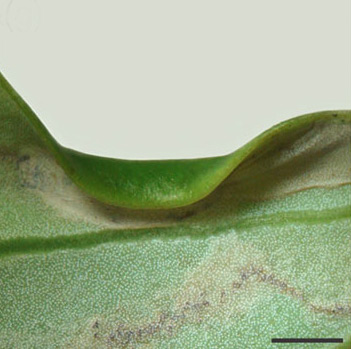 /filer/webapps/moths_gc/media/images/S/selene_Phyllocnistis_cocoon2_Brito_etal_2019_48.jpg