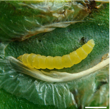 /filer/webapps/moths_gc/media/images/S/selene_Phyllocnistis_larva2_Brito_etal_2019_48.jpg