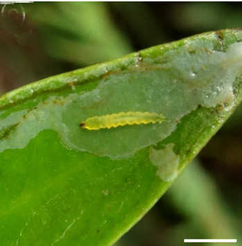 /filer/webapps/moths_gc/media/images/S/selene_Phyllocnistis_larva_Brito_etal_2019_48.jpg