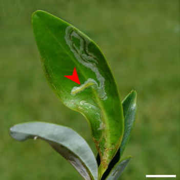 /filer/webapps/moths_gc/media/images/S/selene_Phyllocnistis_mine_Brito_etal_2019_48.jpg