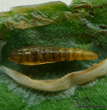 /filer/webapps/moths_gc/media/images/S/selene_Phyllocnistis_pupa2_Brito_etal_2019_48.jpg
