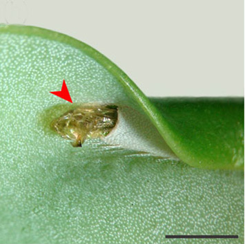 /filer/webapps/moths_gc/media/images/S/selene_Phyllocnistis_pupa3_Brito_etal_2019_48.jpg