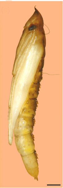 /filer/webapps/moths_gc/media/images/S/selene_Phyllocnistis_pupa_Brito_etal_2019_44.jpg