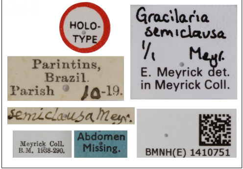 /filer/webapps/moths_gc/media/images/S/semiclausa_Caloptilia_HT_1410751_BMNH_Label.jpg