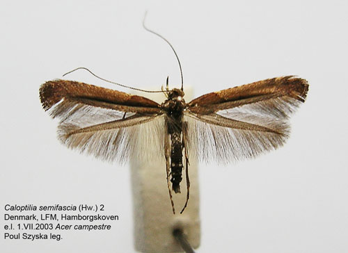 /filer/webapps/moths_gc/media/images/S/semifascia_Caloptilia_A_WJDP_02.jpg
