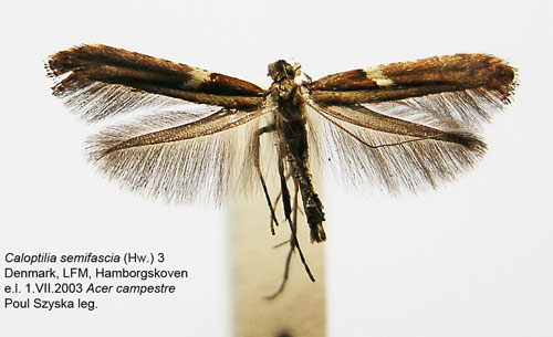 /filer/webapps/moths_gc/media/images/S/semifascia_Caloptilia_A_WJDP_03.jpg
