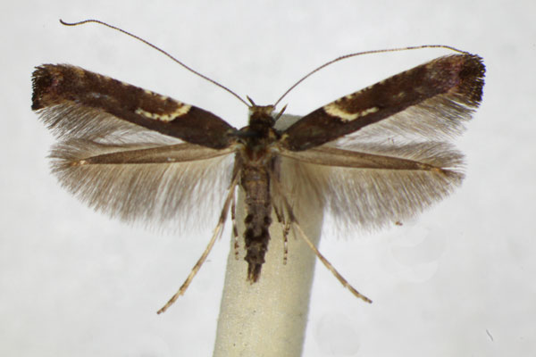 /filer/webapps/moths_gc/media/images/S/semifascia_Caloptilia_A_ZSM.jpg