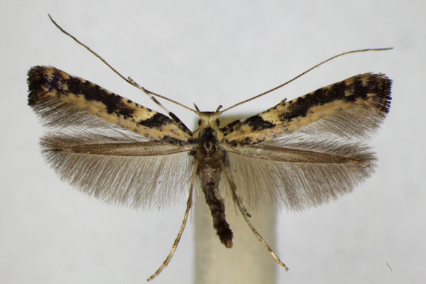 /filer/webapps/moths_gc/media/images/S/semifascia_Caloptilia_A_ZSM_2.jpg