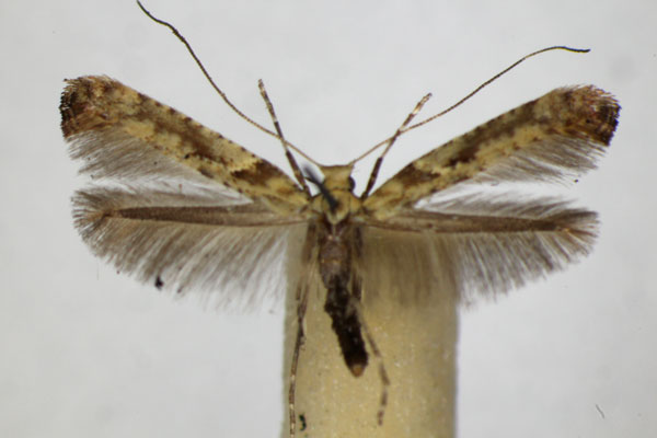 /filer/webapps/moths_gc/media/images/S/semifascia_Caloptilia_A_ZSM_4.jpg