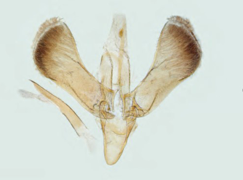 /filer/webapps/moths_gc/media/images/S/semifascia_Caloptilia_Plant_2022_34c.jpg
