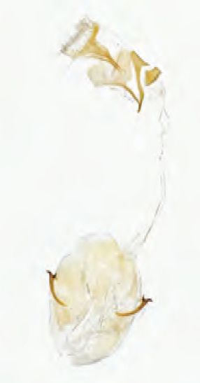 /filer/webapps/moths_gc/media/images/S/semifascia_Caloptilia_Plant_2022_36c.jpg