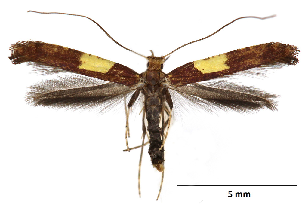 /filer/webapps/moths_gc/media/images/S/semifascia_Caloptilia_WDP.jpg