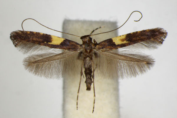 /filer/webapps/moths_gc/media/images/S/semifascia_Caloptilia_ZSM_8.jpg