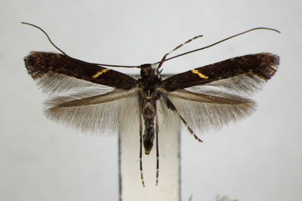 /filer/webapps/moths_gc/media/images/S/semifasciella_Caloptilia_A_ZSM.jpg