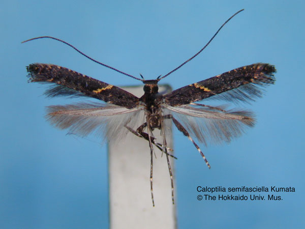 /filer/webapps/moths_gc/media/images/S/semifasciella_Caloptilia_HT_EIHU.jpg