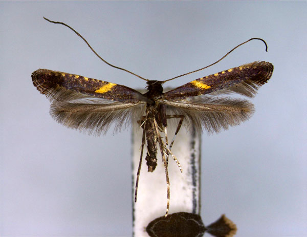 /filer/webapps/moths_gc/media/images/S/semifasciella_Caloptilia_PT_EIHU.jpg