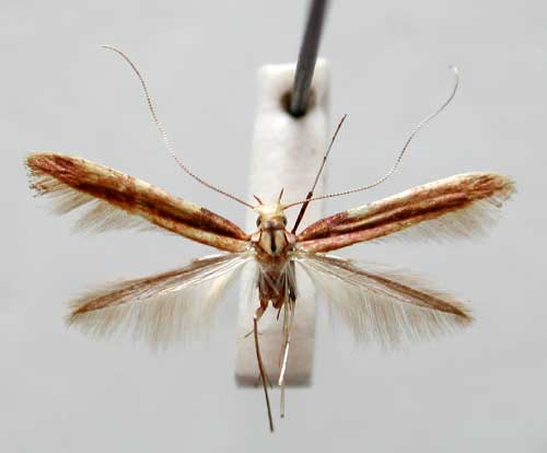 /filer/webapps/moths_gc/media/images/S/semnophanes_Caloptilia_HT_TMSA330.jpg