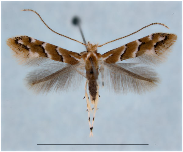 /filer/webapps/moths_gc/media/images/S/serena_Cameraria_HT_EIHU.jpg