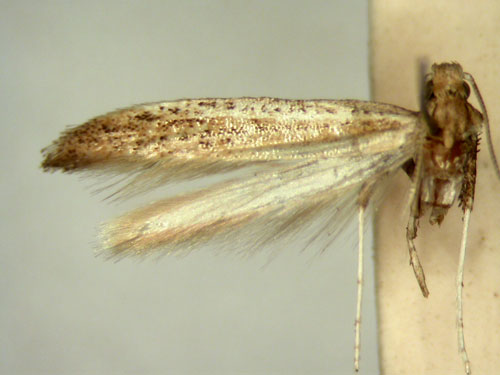 /filer/webapps/moths_gc/media/images/S/seriata_Aspilapteryx_HT_TMSA328.jpg