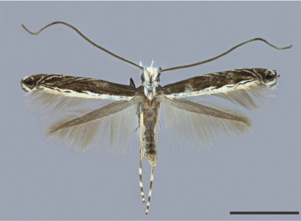 /filer/webapps/moths_gc/media/images/S/serrigera_galapogosensis_Acrocercops_HT_MHNG.jpg