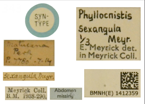 /filer/webapps/moths_gc/media/images/S/sexangula_Phyllocnistis_LT_BMNH_Labels.jpg