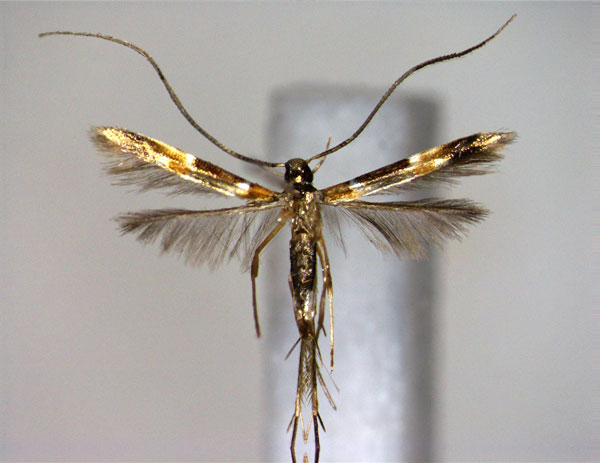 /filer/webapps/moths_gc/media/images/S/shoreae_Chrysocercops_A_EIHU.jpg