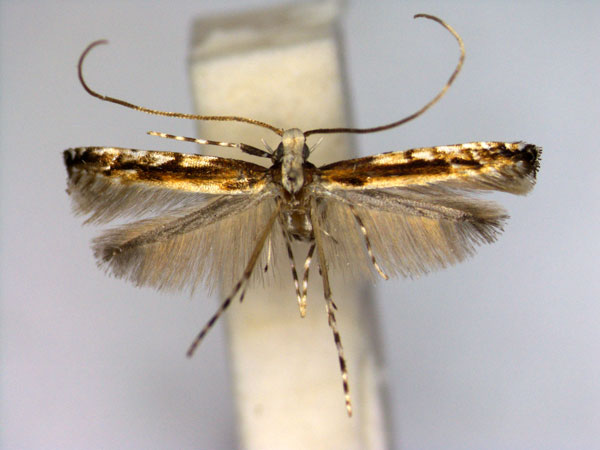 /filer/webapps/moths_gc/media/images/S/siamensis_Artifodina_PT_EIHU.jpg