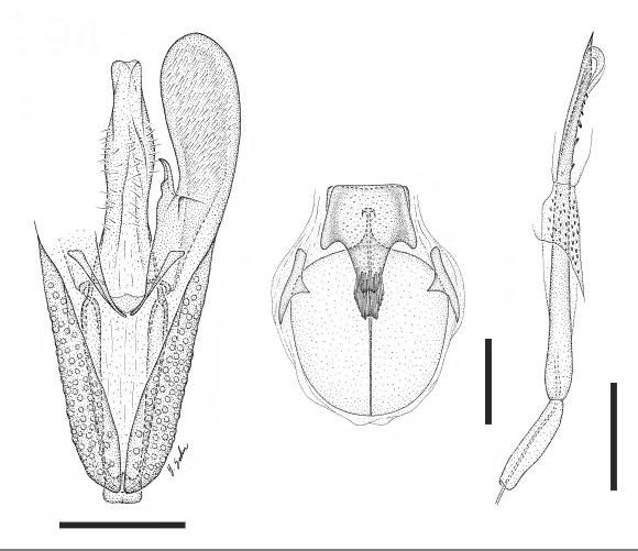 /filer/webapps/moths_gc/media/images/S/sideroxylonella_Eucosmophora_GM_USNM.jpg